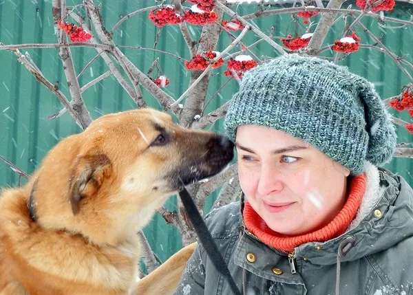 Собака Шейла, сука, Приют Малинки (Кожухово), Москва. Фото 3 из 17.