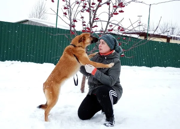 Собака Шейла, сука, Приют Малинки (Кожухово), Москва. Фото 4 из 17.