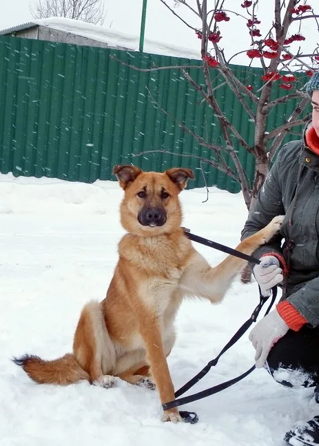 Собака Шейла, сука, Приют Малинки (Кожухово), Москва. Фото 6 из 17.