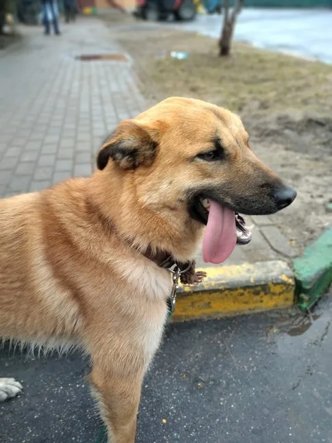 Собака Шейла, сука, Приют Малинки (Кожухово), Москва. Фото 13 из 17.