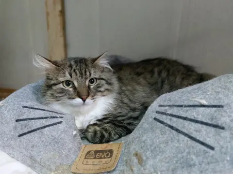 Ефим — кот, Москва