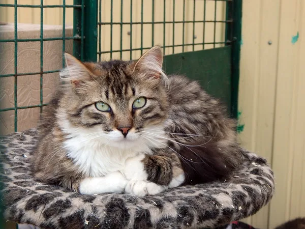 Кошка Ефим, кот, Приют Малинки (Кожухово), Москва. Фото 6 из 6.