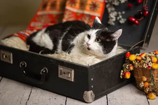 Кошка Ласточка, кошка, Приют Малинки (Кожухово), Москва. Фото 2 из 9.