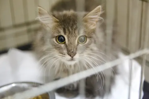 Ривер — кот 4 года, Москва