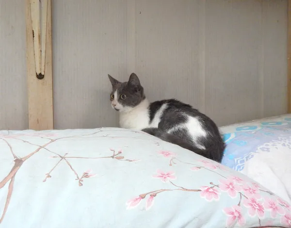 Кошка Капитолина, кошка, Приют Малинки (Кожухово), Москва. Фото 3 из 3.