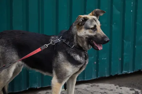 Том — собака, Москва