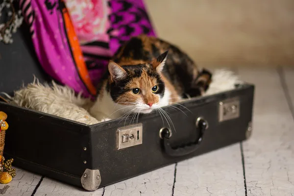 Кошка Майя, кошка, Приют Малинки (Кожухово), Москва. Фото 10 из 11.