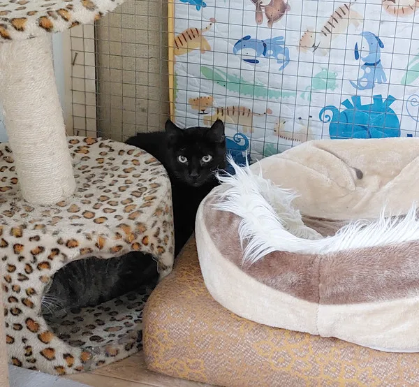 Кошка Наина, кошка, Приют Малинки (Кожухово), Москва. Фото 3 из 19.