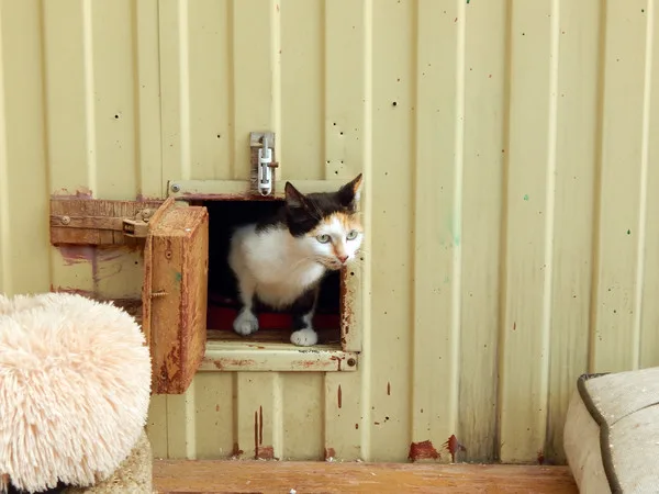 Кошка Рокси, кошка, Приют Малинки (Кожухово), Москва. Фото 5 из 11.