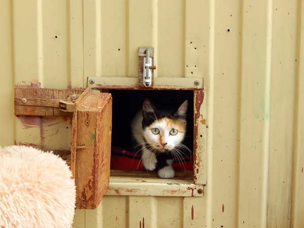 Кошка Рокси, кошка, Приют Малинки (Кожухово), Москва. Фото 6 из 11.