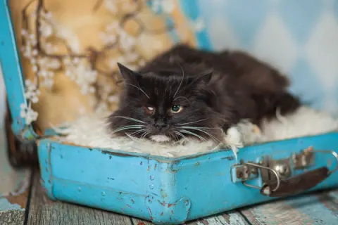 Миледи — кошка 8 лет, Москва