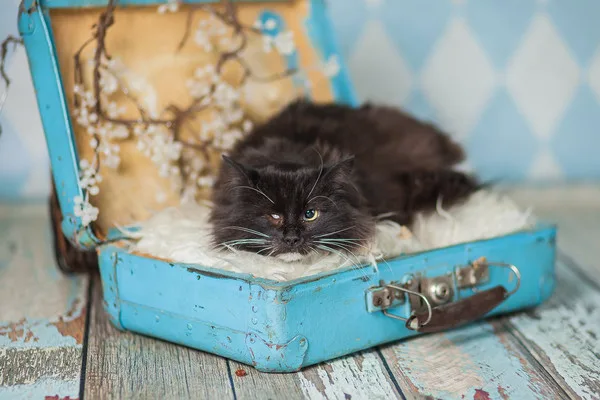 Кошка Миледи, кошка, Приют Малинки (Кожухово), Москва. Фото 6 из 10.