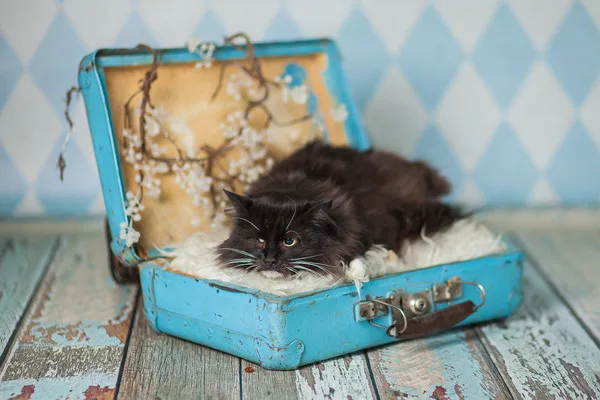Кошка Миледи, кошка, Приют Малинки (Кожухово), Москва. Фото 7 из 10.