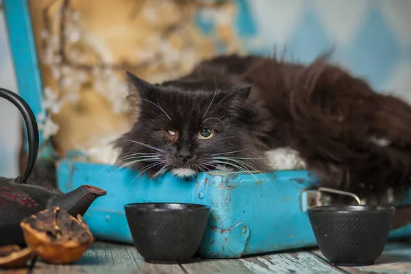 Кошка Миледи, кошка, Приют Малинки (Кожухово), Москва. Фото 8 из 10.