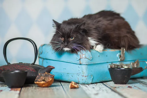 Кошка Миледи, кошка, Приют Малинки (Кожухово), Москва. Фото 9 из 10.
