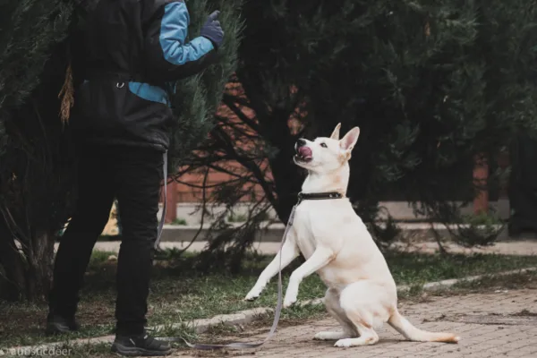 Собака Белинда, сука, Приют Малинки (Кожухово), Москва. Фото 2 из 20.