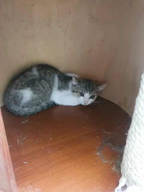 Кошка Мякиш, кот, Приют Малинки (Кожухово), Москва. Фото 2 из 7.