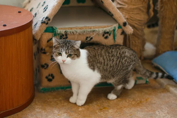 Кошка Мякиш, кот, Приют Малинки (Кожухово), Москва. Фото 6 из 7.
