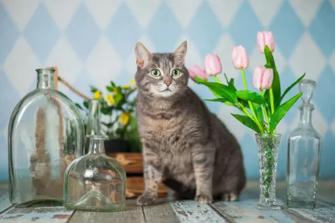 Мишель — кошка, Москва