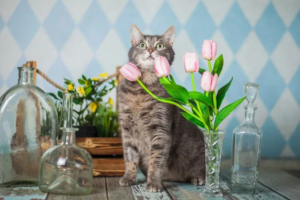 Кошка Мишель, кошка, Приют Малинки (Кожухово), Москва. Фото 2 из 10.