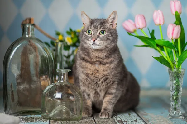 Кошка Мишель, кошка, Приют Малинки (Кожухово), Москва. Фото 3 из 10.