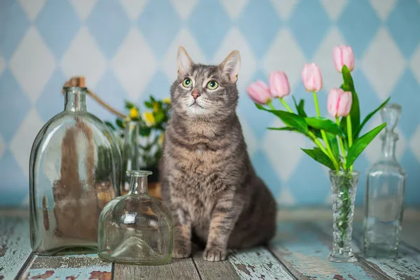 Кошка Мишель, кошка, Приют Малинки (Кожухово), Москва. Фото 4 из 10.