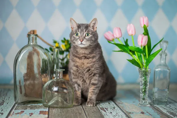 Кошка Мишель, кошка, Приют Малинки (Кожухово), Москва. Фото 5 из 10.