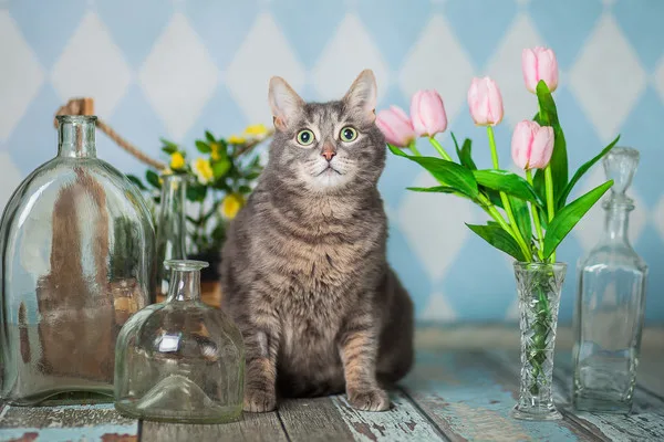 Кошка Мишель, кошка, Приют Малинки (Кожухово), Москва. Фото 6 из 10.