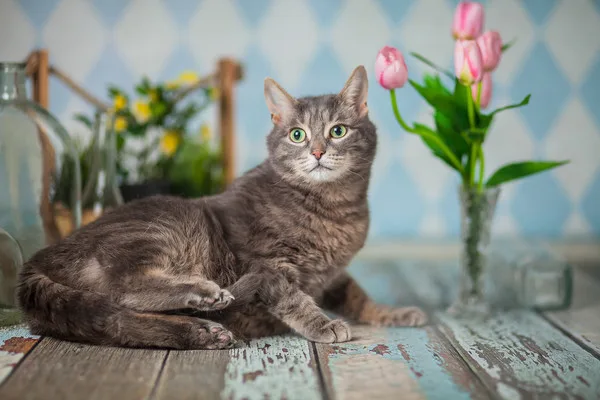 Кошка Мишель, кошка, Приют Малинки (Кожухово), Москва. Фото 7 из 10.