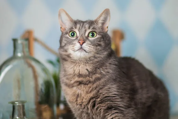 Кошка Мишель, кошка, Приют Малинки (Кожухово), Москва. Фото 8 из 10.