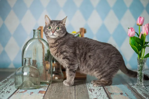 Кошка Мишель, кошка, Приют Малинки (Кожухово), Москва. Фото 9 из 10.