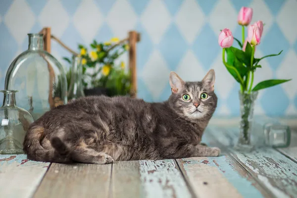 Кошка Мишель, кошка, Приют Малинки (Кожухово), Москва. Фото 10 из 10.