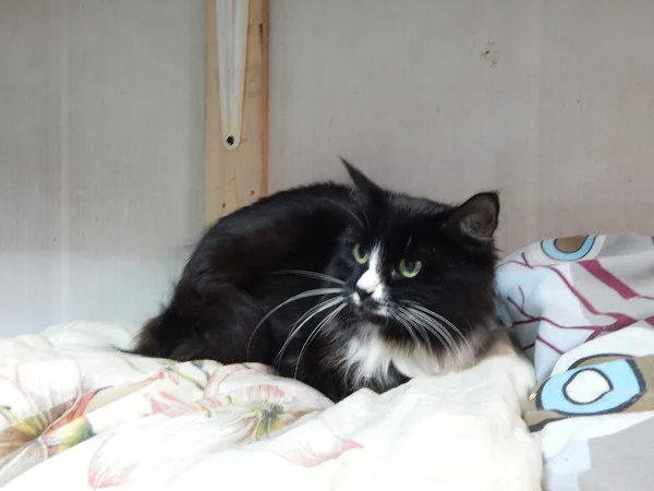Кошка Бемолька, кошка, Приют Малинки (Кожухово), Москва. Фото 5 из 15.