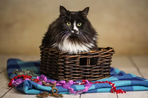 Кошка Бемолька, кошка, Приют Малинки (Кожухово), Москва. Фото 11 из 15.