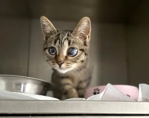 Энни (Анчоус) — кошка 4 года, Москва