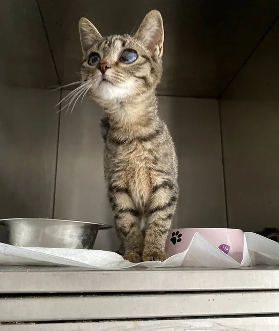 Кошка Энни (Анчоус), кошка, Приют Малинки (Кожухово), Москва. Фото 3 из 4.