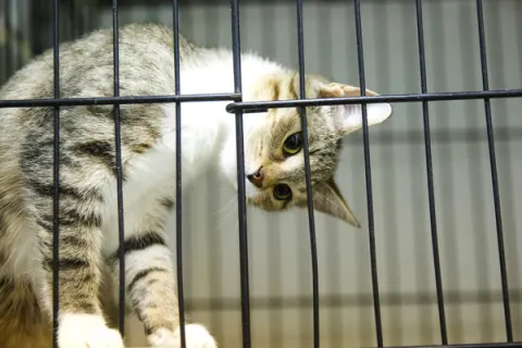 Элена — кошка 4 года, Москва