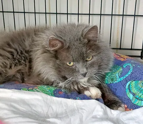 Мефодий — кот, Москва