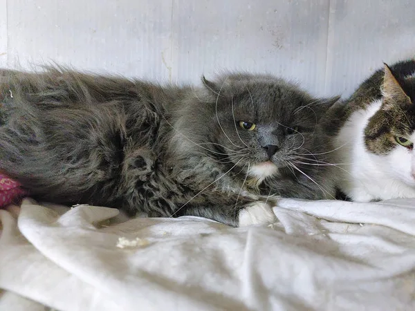 Кошка Мефодий, кот, Приют Малинки (Кожухово), Москва. Фото 2 из 6.