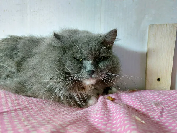 Кошка Мефодий, кот, Приют Малинки (Кожухово), Москва. Фото 5 из 6.