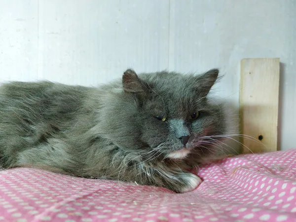 Кошка Мефодий, кот, Приют Малинки (Кожухово), Москва. Фото 6 из 6.