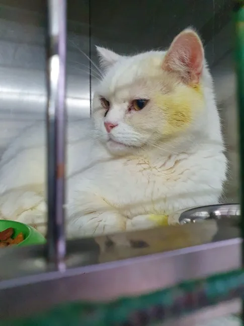 Кошка Снежок, кот, Приют Малинки (Кожухово), Москва. Фото 6 из 8.