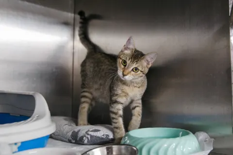 Варвара — кошка 4 года, Москва
