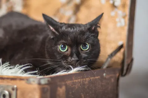 Нонна — кошка 9 лет, Москва