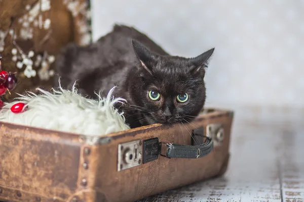 Кошка Нонна, кошка, Приют Малинки (Кожухово), Москва. Фото 4 из 8.
