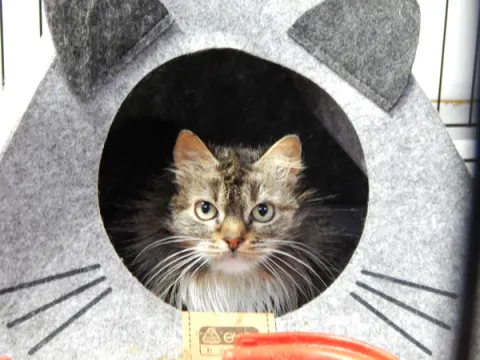 Мэгги — кошка, Москва
