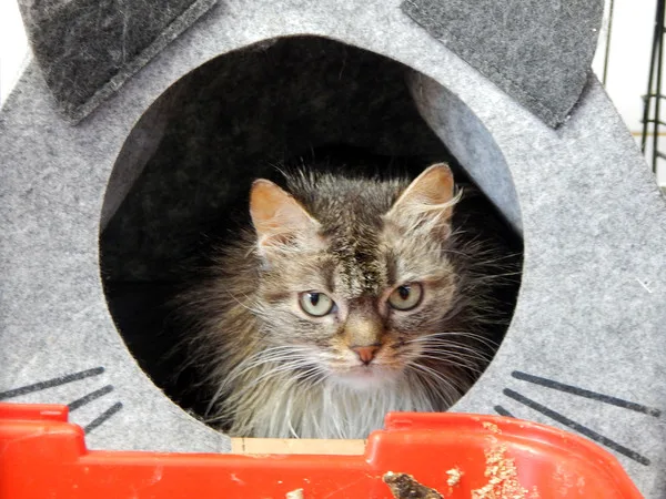 Кошка Мэгги, кошка, Приют Малинки (Кожухово), Москва. Фото 2 из 5.