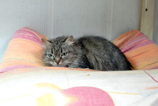 Кошка Мэгги, кошка, Приют Малинки (Кожухово), Москва. Фото 5 из 5.