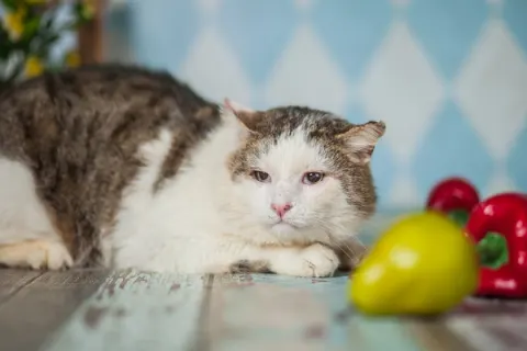 Фома — кот 5 лет, Москва