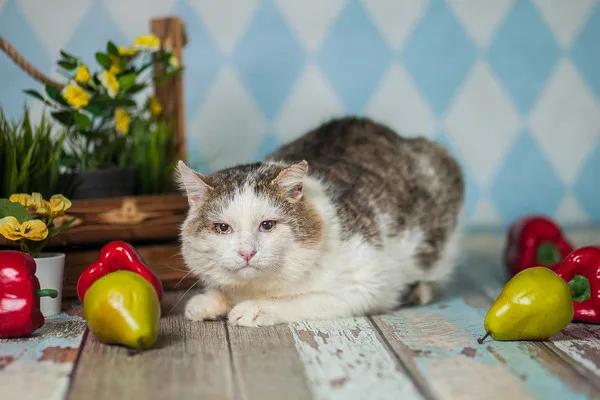 Кошка Фома, кот, Приют Малинки (Кожухово), Москва. Фото 6 из 12.